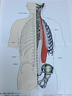 腸肋筋１部.jpg