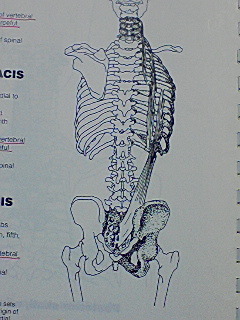 腸肋筋３部.jpg