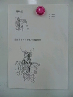 菱形筋資料.jpg
