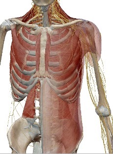 胸腹部1.jpg