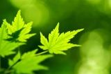 GREEN.jpg