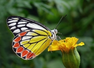 butterfly-1181185_640.jpg