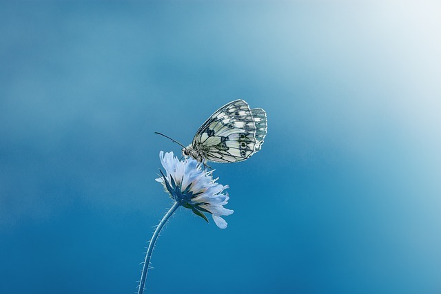 butterfly-1611794_640.jpg
