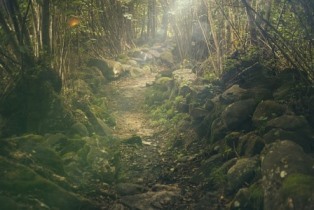 forest-g888078416_640.jpg