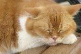 nekochan.jpg