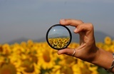 sunflower.jpg